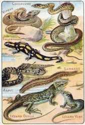 Planche 4 : Serpent, Vipère, Salamandre, Aspic, Sangsue, Lézard ocellé, Lézard vert. Gravure dans « Alphabet syllabaire des oiseaux et reptiles ». Série A. Pellerin et Cie, imprimeurs-éditeurs, Épinal, fin du XIXe siècle. Chromolithographies
