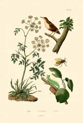 Ciguë