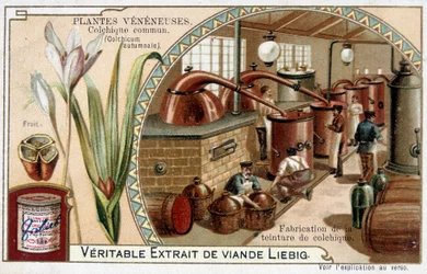 Plantes toxiques : colchique commun et fabrication de teinture de colchique - chromo. Liébig, fin 19ème siècle