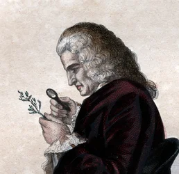Portrait de Bernard de Jussieu (1699-1777), naturaliste français