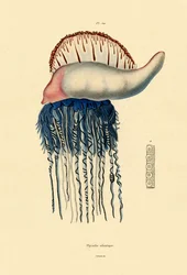 Physalie