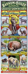 Affiche publicitaire pour la Collection de Rares Animaux Sauvages du cirque Barnum et Bailey