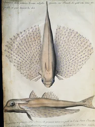 Profil et dos du poisson ailé, Grande Île, Brésil, aquarelle du journal de bord de Jacques Gouin de Beauchesne (1652-1730), capitaine de la Compagnie royale de la Mer du Sud, de 1698 à 1701, France