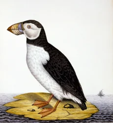 Macareux, marmon fratercula, c.1840