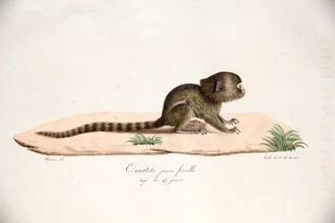 Ouistiti pygmée, de Histoire Naturelle des Mammifères, avec des figures originales, par Étienne Geoffroy Saint-Hilaire & Frédéric Cuvier, 1824-42