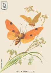 Q : Quadrille (Lithosia quadra ou Lithosie quadrille)