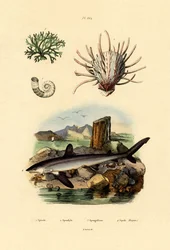 Calmar cornu, 1833-39