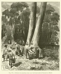Récolte du caoutchouc dans une forêt des bords de l