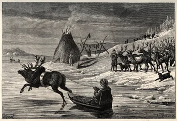 Troupeau de rennes en Laponie - gravure de « L