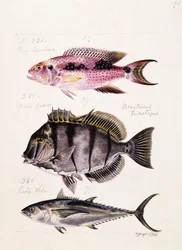 Rey tambova etc, c.1850