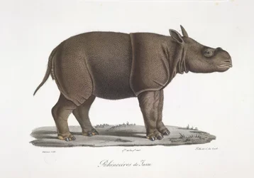 Rhinocéros de Java, de Histoire Naturelle des Mammifères
