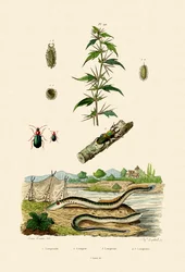 Lampourde rude, 1833-39