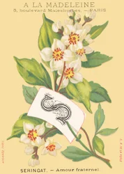 S: seringat - amour fraternel