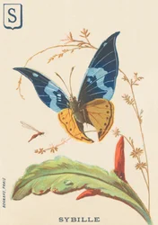 S : Sybil