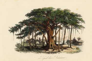 Figuier sacré, Ficus religiosa, également connu sous le nom d