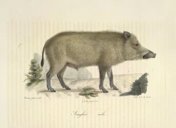 Sanglier, mâle, de Histoire Naturelle des Mammifères