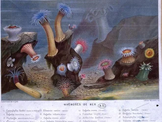 Anémones de mer, d