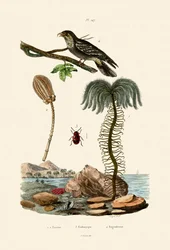 Lys de mer