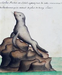 Phoque, Îles Galápagos, aquarelle du journal de bord de Jacques Gouin de Beauchesne (1652-1730), capitaine de la Compagnie royale de la Mer du Sud, de 1698 à 1701, France