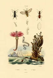 Serpulides, 1833-39