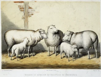 Moutons et agneaux du troupeau de Brebières - Lithographie