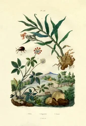 Scarabée brillant, 1833-39