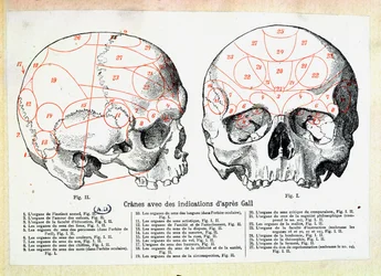 Crâne avec indications phrénologiques d