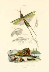 Sauterelle à face oblique, 1833-39
