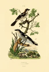 Pie-grièche méridionale, 1833-39