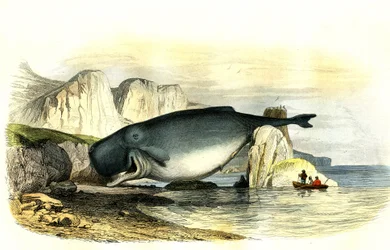 Cachalot (Physeter macrocephalus) - Planche extraite de Histoire Naturelle par Bernard Germain de Lacépède (1856-1925), édition P.Furme, Paris