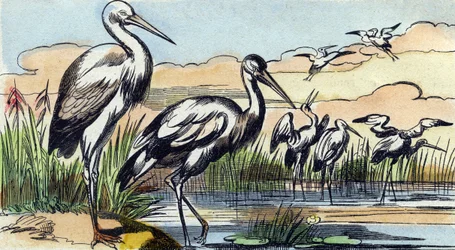 Cigogne. Gravure dans "Buffon Alphabet des Oiseaux n° 1". 3e Série n° 1. Imagerie d