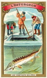 Esturgeon