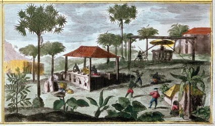 Production de sucre aux Antilles, détail de 00155 - dans « Histoire générale des Antilles habitées par les Français par Du Tertre », début du XIXe siècle