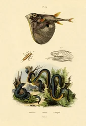 Habu de Taïwan