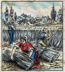 Textile, lin : agriculture. Récolte du lin qui est assemblé en bottes pour sécher. Gravure. Imagerie d