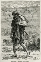 Le berger australien, gravé d