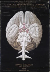 Le Cerveau, de Planches Murales d