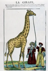 La Girafe - Image d