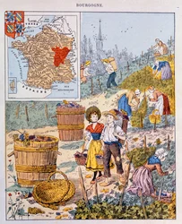 La récolte des raisins en Bourgogne, illustration d