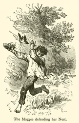 La pie défendant son nid (gravure)