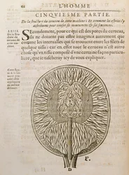 La Structure du cerveau, de De Homine Figuris par René Descartes publié à La Haye, 1662