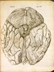 La Structure du Cerveau, de De Homine Figuris par René Descartes (1596-1650) publié à La Haye, 1662