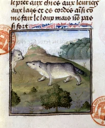 Le blaireau - dans "Livre de chasse de Gaston Phoebus, Comte de Foix, Seigneur de Béarn"