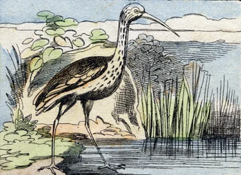 Le courlis. Gravure dans "Buffon Alphabet des Oiseaux n° 2". 3e Série n° 2. Imagerie d