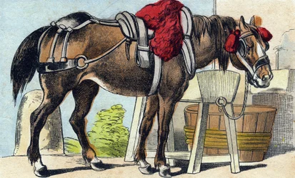 Le cheval. Gravure dans "Buffon Alphabet des Animaux". 3e Série N 1. Imagerie d