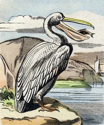 Le pélican. Gravure dans "Buffon Alphabet des Oiseaux n 1". 3e Série N 1. Imagerie d