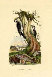 Pic tridactyle, 1833-39