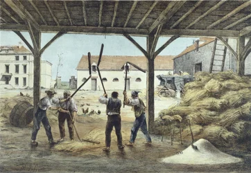 Battage du maïs, illustration d
