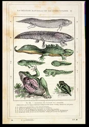 Transition des poissons en amphibiens, d