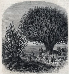 Arbre Euphorbe en Afrique de l